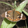 Common Buckeye