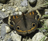 Common Buckeye