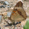 Common Buckeye