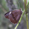 Common Buckeye