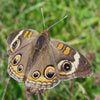 Common Buckeye