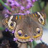 Common Buckeye