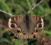 Common Buckeye