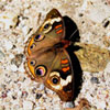 Common Buckeye