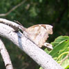 American Snout