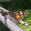 American Snout