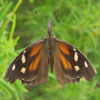 American Snout