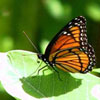 Viceroy