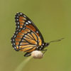 Viceroy