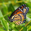 Viceroy