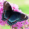 Red-spotted Admiral