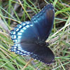 Red-spotted Admiral