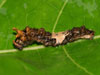 Red-spotted Admiral