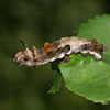 Red-spotted Admiral