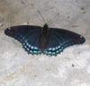 Red-spotted Admiral