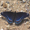 Red-spotted Admiral