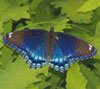 Red-spotted Admiral