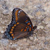 Red-spotted Admiral
