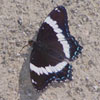 Red-spotted Admiral
