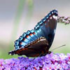 Red-spotted Admiral