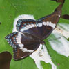Red-spotted Admiral