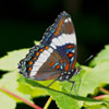 Red-spotted Admiral
