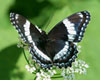Red-spotted Admiral