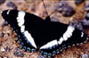 Red-spotted Admiral