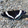 Red-spotted Admiral
