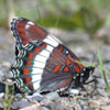 Red-spotted Admiral