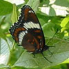 Red-spotted Admiral