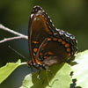 Red-spotted Admiral
