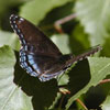 Red-spotted Admiral