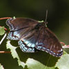 Red-spotted Admiral