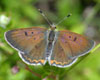 Bog Copper