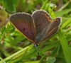 Bog Copper