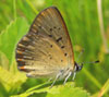 Bog Copper