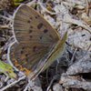 Bog Copper