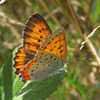 Bronze Copper