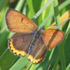 Bronze Copper