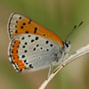 Bronze Copper