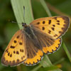 Bronze Copper