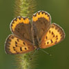 Bronze Copper