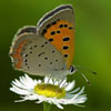 American Copper