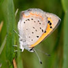 American Copper