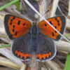 American Copper