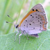 American Copper