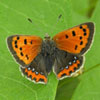 American Copper