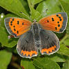 American Copper