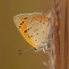American Copper